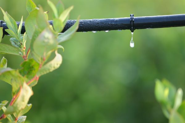 Drip Irrigation Services